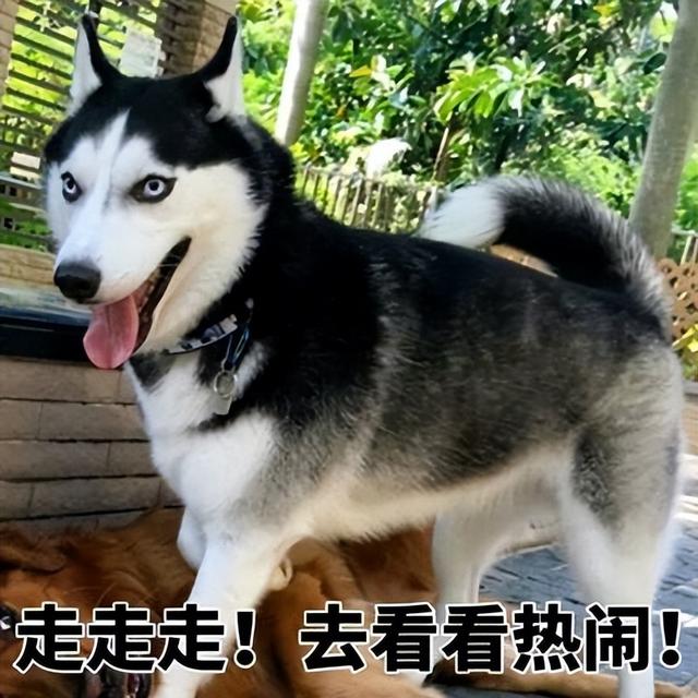 阿富汗猎犬多少钱一只幼犬（很少人养的狗有哪些图片）