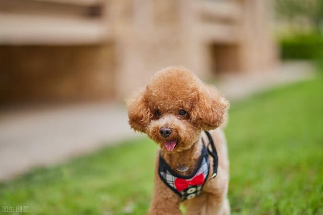 2个月泰迪怎样分辨是小体的幼犬（泰迪犬怎么看纯度高低）