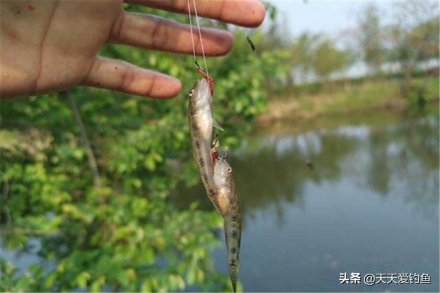 钓小鱼用什么饵料比较好钓（钓小鱼用什么钩比较好用）