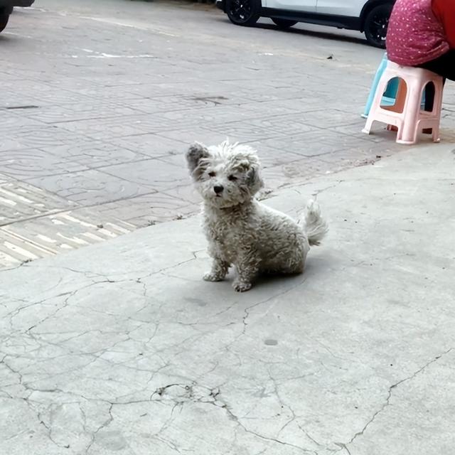 串串狗是土狗吗图片欣赏（流浪狗知道感恩吗为什么）