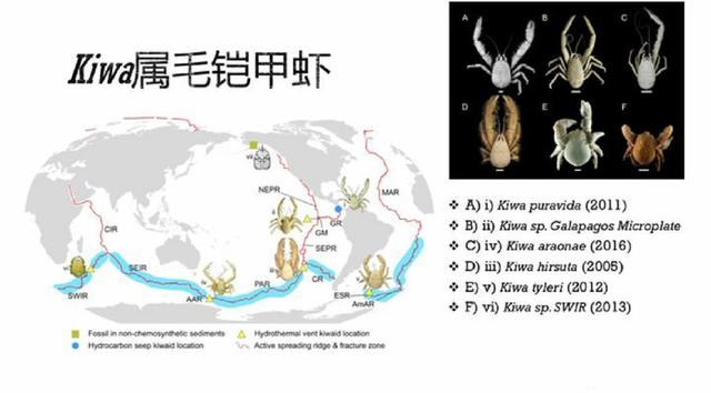 雪人蟹生活在哪里（海底火山爆发周围的生物有哪些）