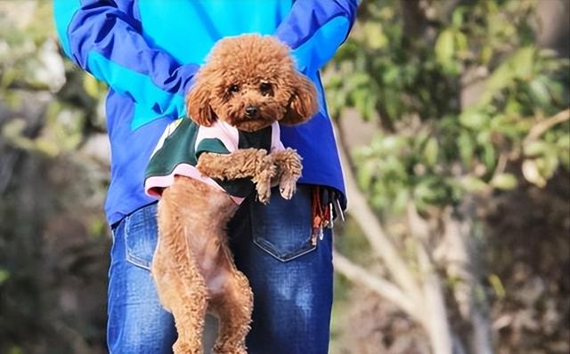 泰迪不听话打哪个部位比较安全（泰迪犬最怕的惩罚方式）