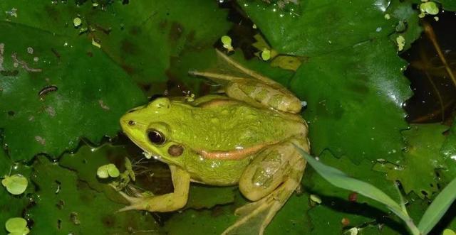 饰纹姬蛙是保护动物吗（桐乡的生物多样性状况如何）