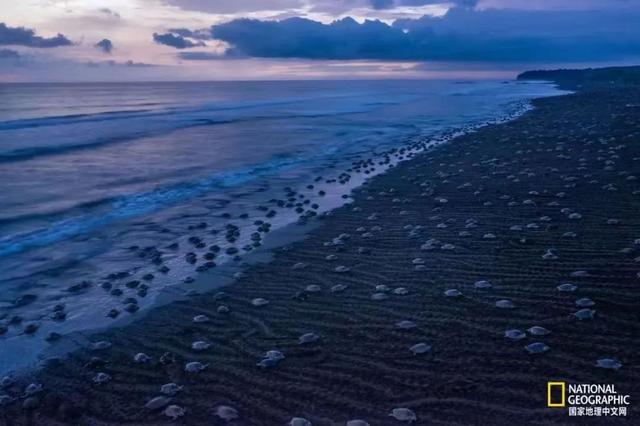 乌翅真鲨是淡水鱼吗还是海鱼（邂逅野生鲨鱼图片大全）