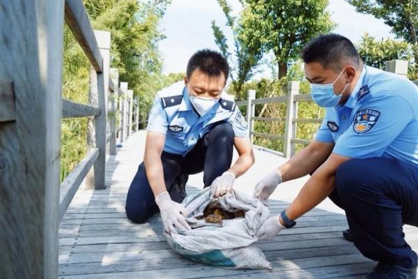 中华大蟾蜍是保护动物吗为什么（大蟾蜍是什么动物图片）