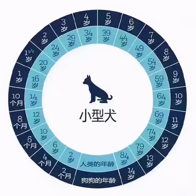 狗狗年龄怎么算对照表(狗与人的年龄对照表图片)