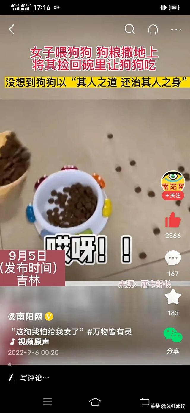 狗狗能不能吃红枣?（边牧把主人教育了会怎么样）