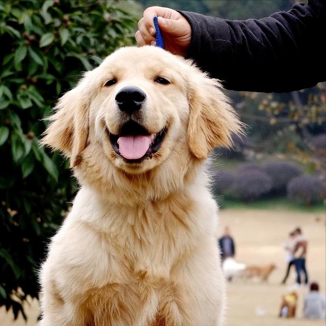 禁养犬已经养了怎么办呢（养的狗属于禁养怎么办）