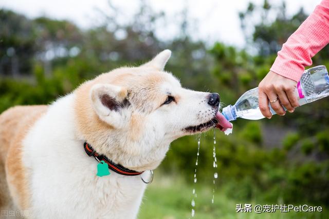 狗狗肚子胀气7妙招快速排气（最易致死的狗狗急症是什么病症）