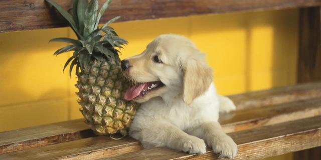 芒果狗狗可以吃吗有毒吗（狗狗不可以吃的水果有哪些?）
