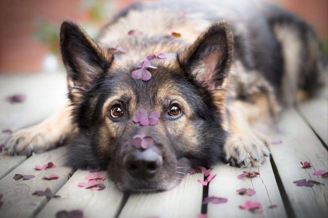 幼犬是几个月到几个月小型犬（狗的一生有哪几个阶段图片）