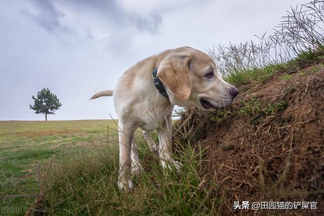 狗狗死后埋哪最合适（如何处理宠物遗体问题的方法有哪些）