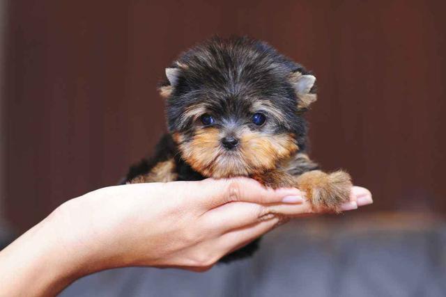 茶杯犬为什么不能养原因有哪些（茶杯犬为什么这么小?得知真相后）