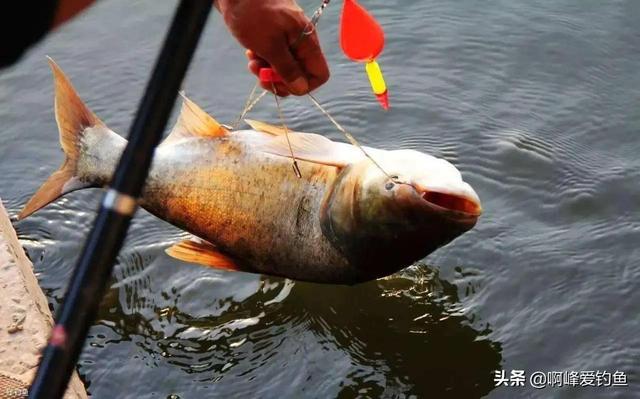 鲢鳙喜欢什么味道饵料好钓（手竿如何钓鲢鳙鱼）