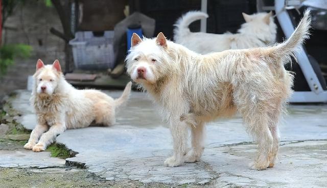 西施犬为什么没人养呢（中华名犬为什么不能养了）