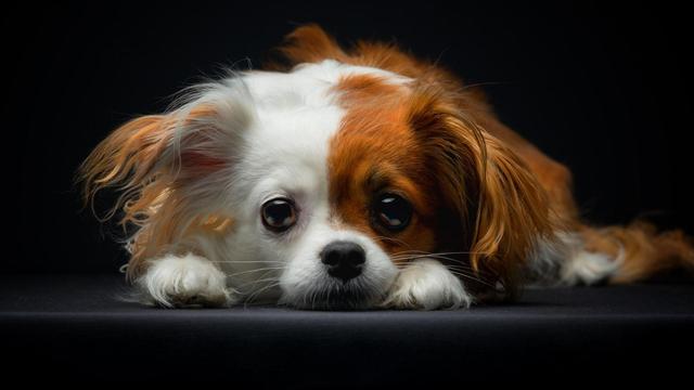 幼犬是几个月到几个月小型犬（狗的一生有哪几个阶段图片）