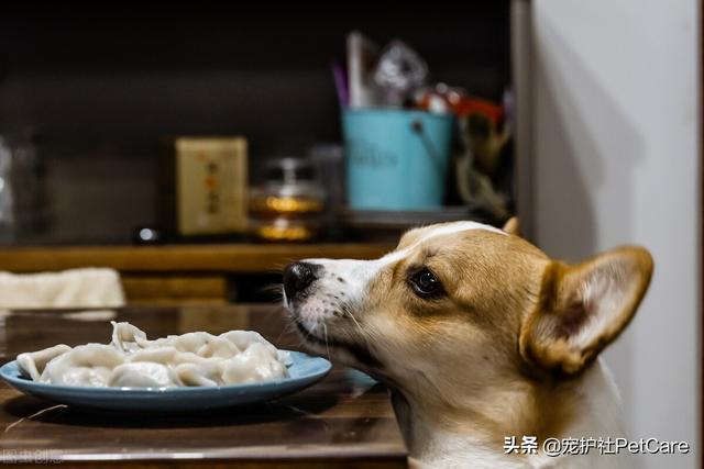 狗可以吃韭菜肉馅饺子吗（狗狗吃饺子会怎么样）