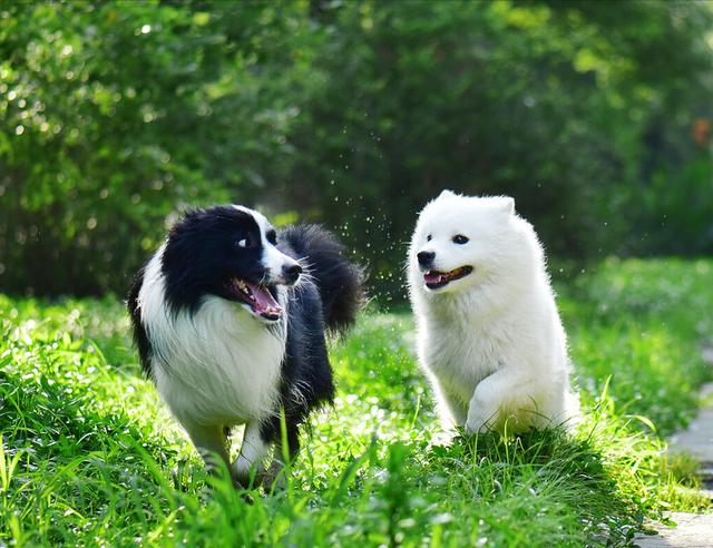 边牧有几种颜色 标准（萨摩耶犬和边牧哪个好养些）