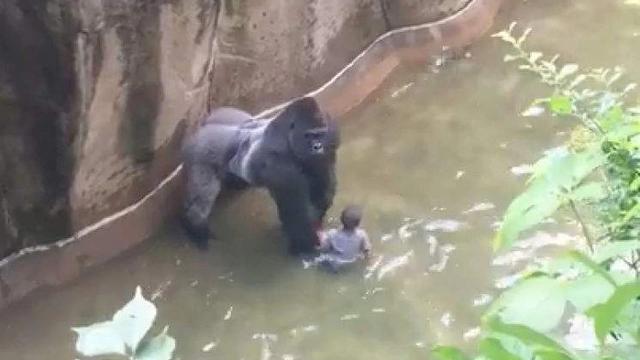 小猪章鱼长什么样子图片（世界上有哪些聪明的动物）