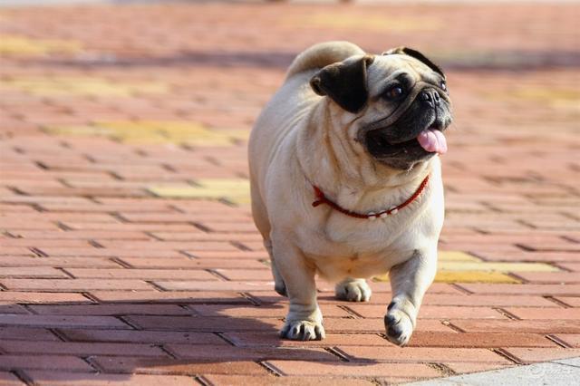 巴哥犬什么颜色最贵图片（法斗和巴哥犬哪个好养些）