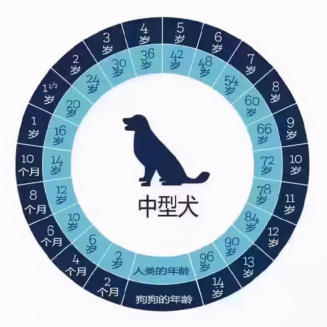 狗狗年龄怎么算对照表(狗与人的年龄对照表图片)