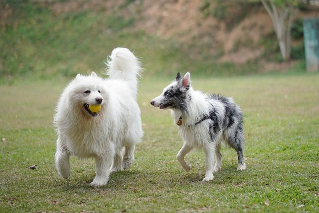 边牧有几种颜色 标准（萨摩耶犬和边牧哪个好养些）