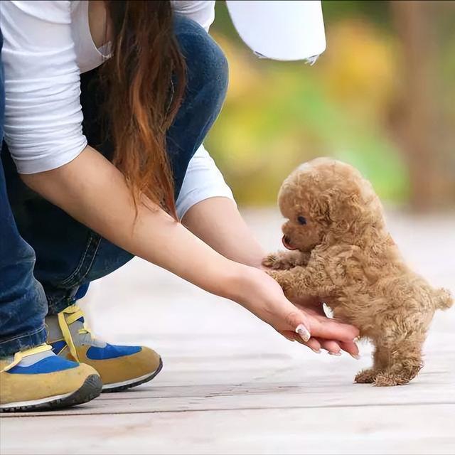 泰迪不听话打哪个部位比较安全（泰迪犬最怕的惩罚方式）