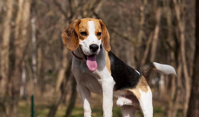 比格犬为什么不建议养（米格鲁猎兔犬好养吗）