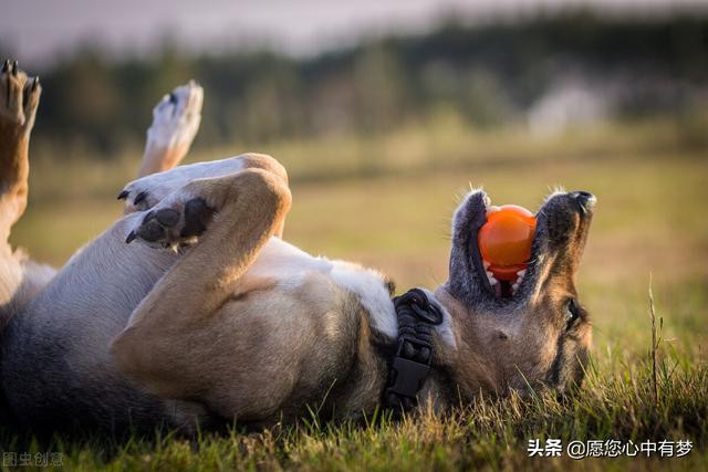 狗把蟑螂药吃了怎么办(狗狗误吃药物怎么办)