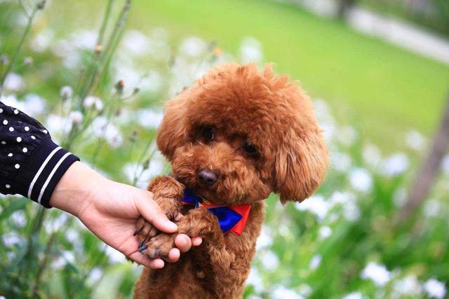 泰迪不听话打哪个部位比较安全（泰迪犬最怕的惩罚方式）