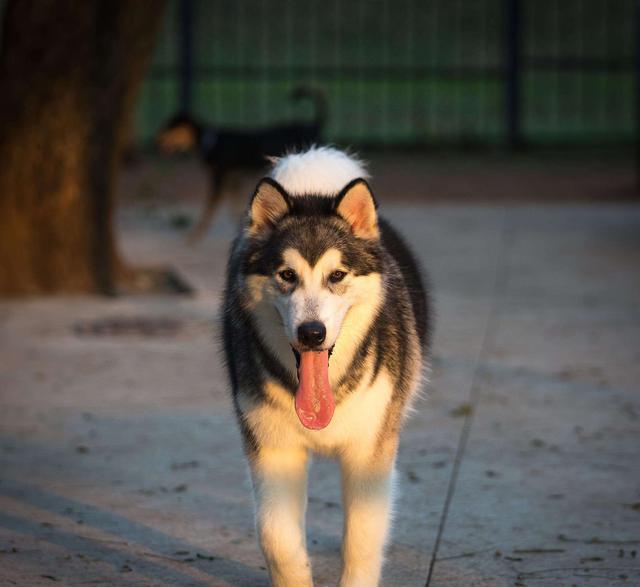 禁养犬已经养了怎么办呢（养的狗属于禁养怎么办）