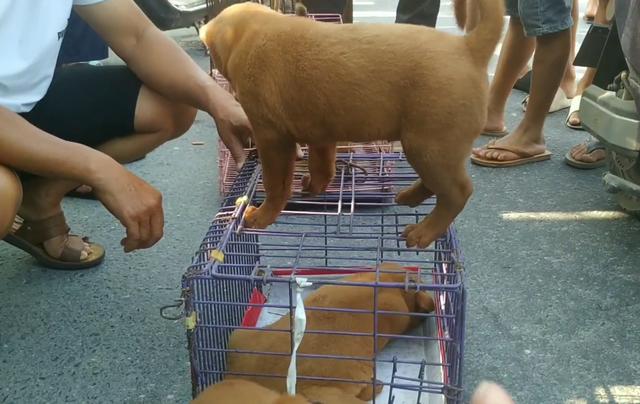 土狗价格多少钱一只幼犬（五红犬价格及图片）