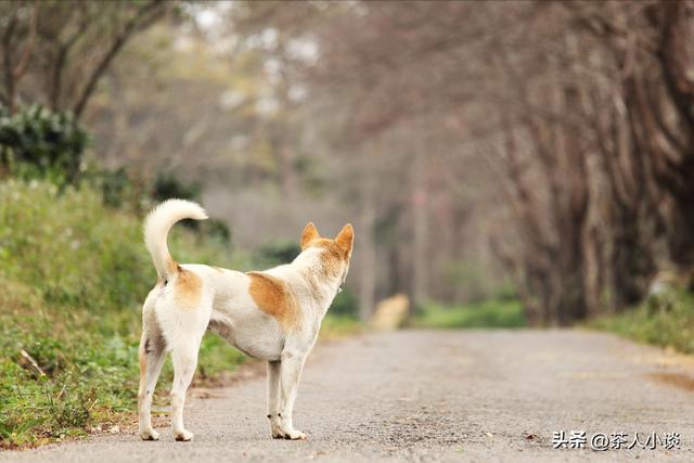 别人家养的猫进家门预示着什么（猫来穷狗来富真正的意义是什么）