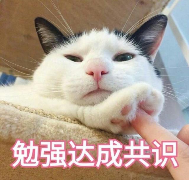 猫舔你手是什么表现,猫咪为什么一直舔我的手和脚