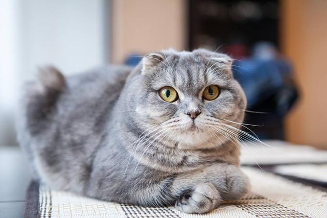 推荐两大新手最好养的猫便宜宠物猫（不建议养的7种猫咪有哪些，又贵又不好养）