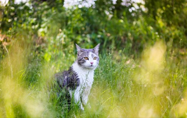 小猫死前的征兆有哪些，猫咪知道自己快死的表现