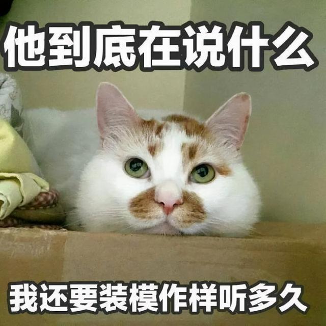 猫咪认识自己的主人和陌生人吗为什么(猫咪通过什么辨认主人)