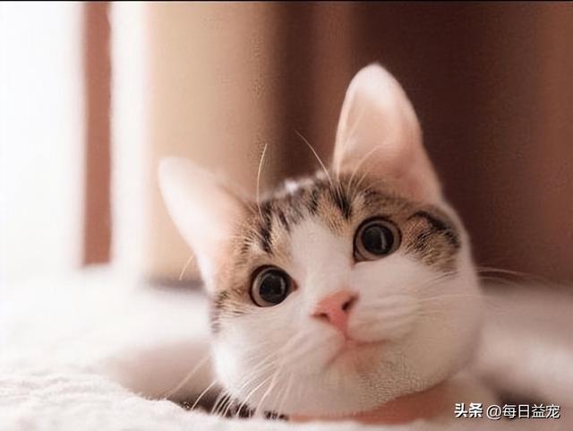 猫的耳朵的形状和特点是什么，四个耳朵的猫是什么猫品种