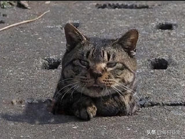 橘猫和狸花猫是一个品种吗（橘猫救狸花猫的故事）