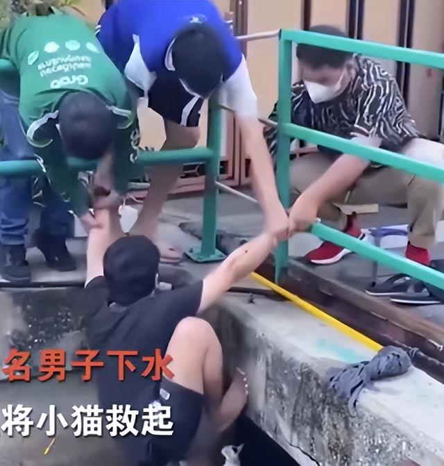 救了流浪猫其实是猫救了你(救了一只流浪猫意味着什么)