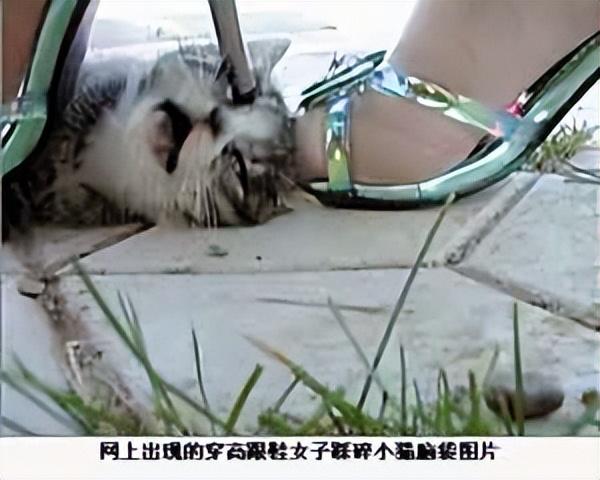 长期挨打的猫会怎样,猫会屈服于暴力吗为什么