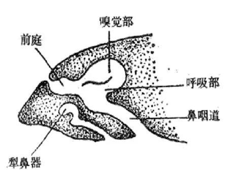 猫为什么喜欢抓老鼠而不吃（猫抓老鼠是天性吗为什么）