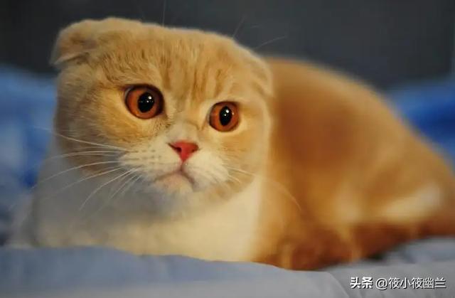 猫咪吃鸡蛋可以吃蛋白吗，猫对蛋白质的吸收率是多少