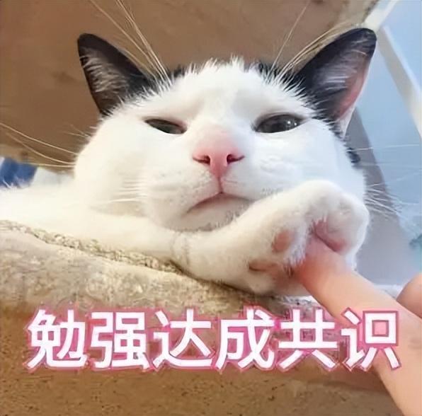 布偶猫发腮是什么意思(猫发腮吃什么?_养猫指南)