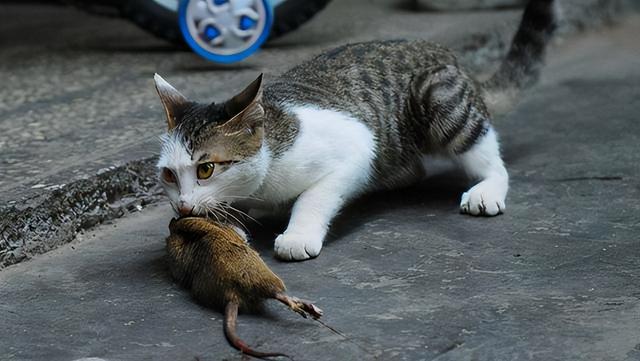 美英短三花猫是什么品种（长毛奶牛猫的性格特点是什么）