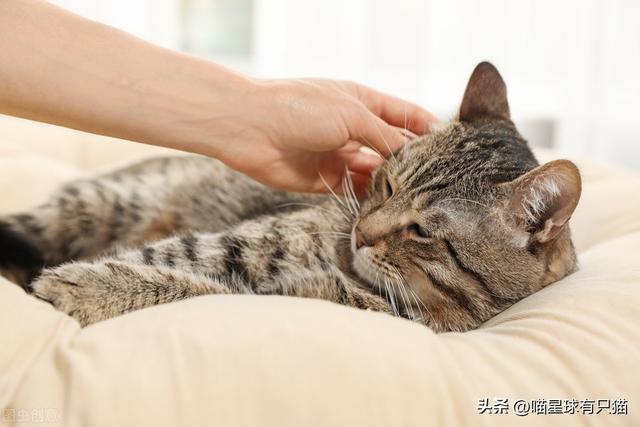 猫咪不粘人怎么办小妙招，怎么教出一只粘人的猫