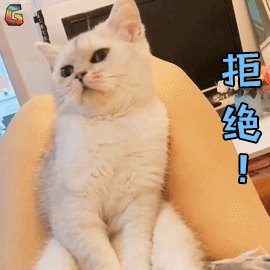 长期挨打的猫会怎样,猫会屈服于暴力吗为什么