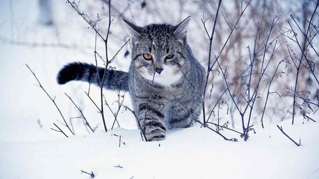 宠物猫一天尿几次是正常的，猫如何判断有没有尿闭症状