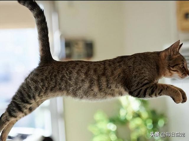 橘猫和狸花猫是一个品种吗（橘猫救狸花猫的故事）