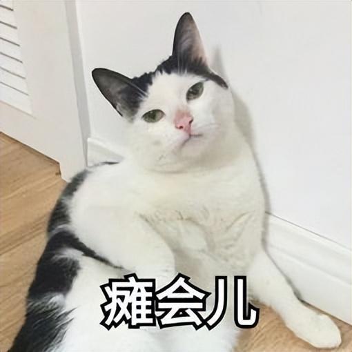 猫瘟吐和正常吐的区别是什么（猫咪的这些9个异常行为一定要注意!）